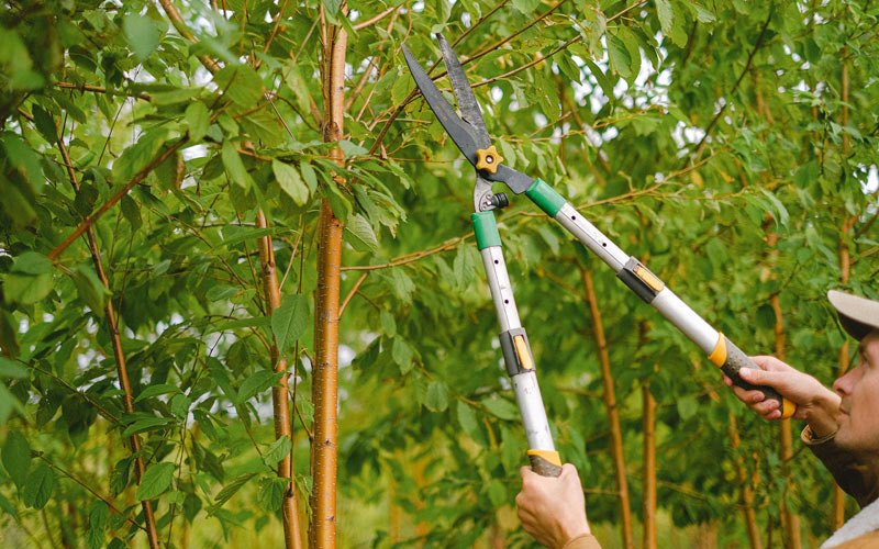 Tree trimming in Tiff, MO